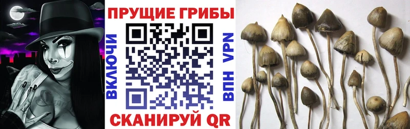 Псилоцибиновые грибы мицелий  OMG ССЫЛКА  Малоярославец 